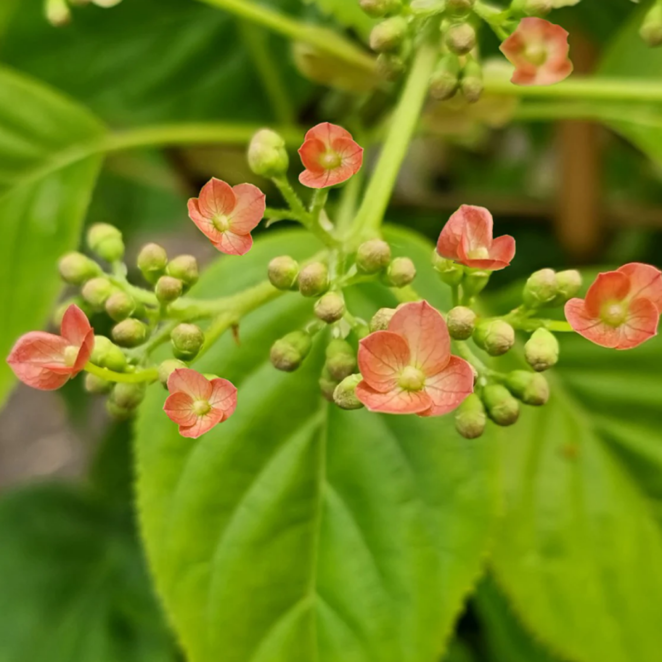 Obrázok Hortenzia popínavá (Hydrangea anomala glabra) ´CRUG CORAL´- výška 40-60 cm, kont. C2L